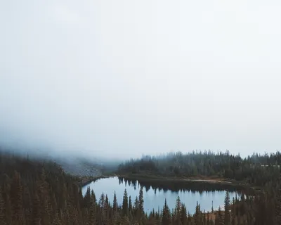 湖,森林,有盖,雾,身体,水,附近,树木 湖,森林,有盖,雾,身体,水,附近,树木
