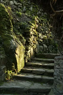 树林,森林,石阶,苔藓楼梯,苔藓,平静,阳光,秋天 树林,森林,石阶,苔藓楼梯,苔藓,平静,阳光,秋天