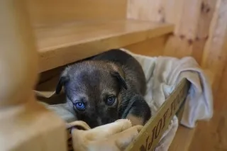 混合物，狗，哈士奇，动物，小狗，动物主题，哺乳动物，家养