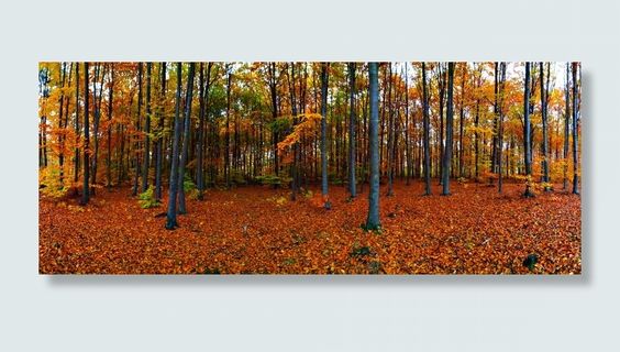 森林，秋天，树叶，自然，秋天，树叶，秋天金色，风景，颜色