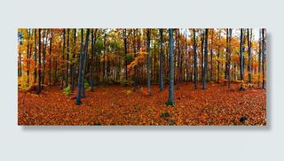 森林，秋天，树叶，自然，秋天，树叶，秋天金色，风景，颜色