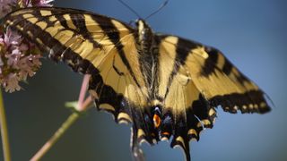 自然，夏天，黄色，蝴蝶，新罕布什尔州，野生动物，昆虫，动物主题