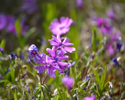 花，花园，紫色，自然，户外，夏天，盛开，季节