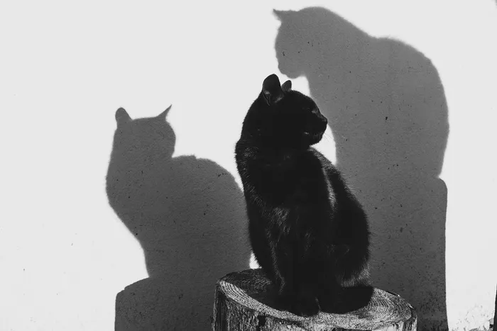 灰度照片，猫，原木，动物，黑白，黑，白，猫