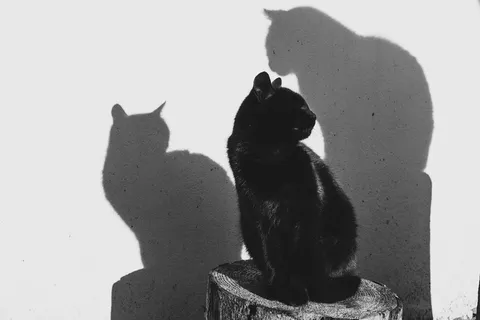 灰度照片,猫,原木,动物,黑白,黑,白,猫 灰度照片,猫,原木,动物,黑白,黑,白,猫