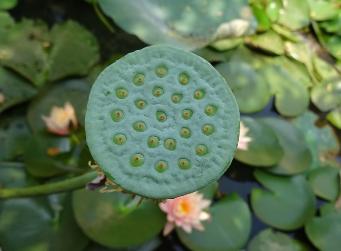 豆荚、莲藕、豆荚、印度莲、圣莲、印度豆、莲花、水生植物