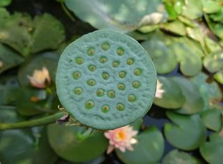 豆荚、莲藕、豆荚、印度莲、圣莲、印度豆、莲花、水生植物