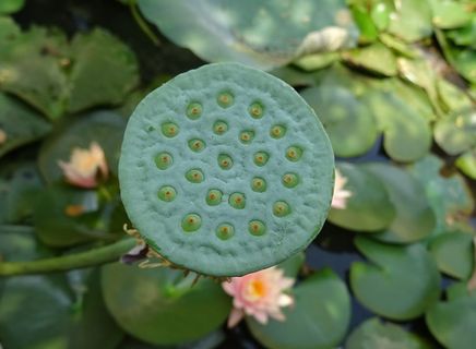 豆荚、莲藕、豆荚、印度莲、圣莲、印度豆、莲花、水生植物 豆荚、莲藕、豆荚、印度莲、圣莲、印度豆、莲花、水生植物