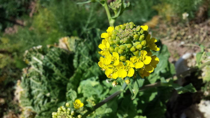 花椰菜、花、绿色、植物、蔬菜、开花植物、黄色、新鲜度