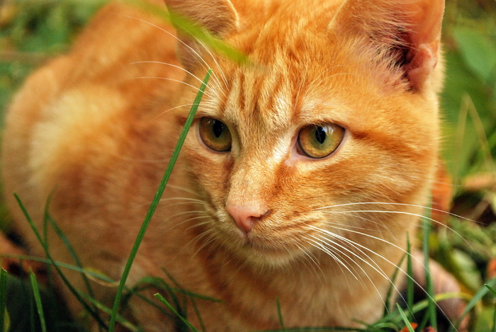 虎皮猫