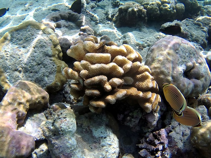 珊瑚，鱼类，巴厘岛，海洋，水下，水，海洋生物，野生动物