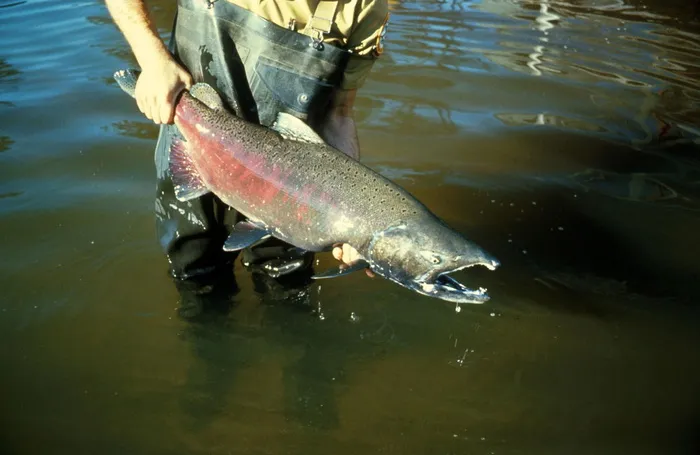 捕获的奇努克鲑鱼 - Oncorhynchus tshawytscha