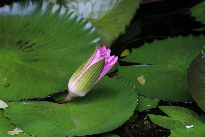 花蕾，花，花蕾，睡莲，花，花蕾，莲花，池塘，叶子