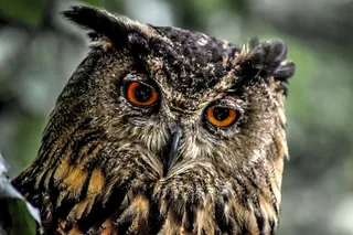 欧亚猫头鹰，猫头鹰，欧洲猫头鹰，犀利的外观，鸟，猛禽，动物主题，动物野生动物