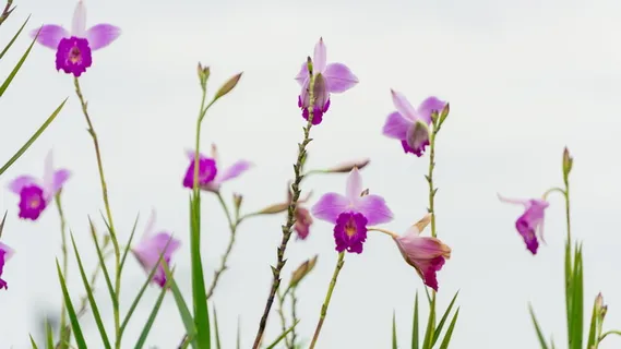 花卉,床上用品,园林植物,观赏植物,花卉,自然,植物,美丽 花卉,床上用品,园林植物,观赏植物,花卉,自然,植物,美丽