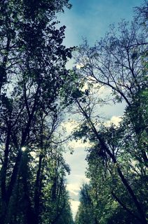 公园，散步，树木，树木，阳光，晴朗的天空，高速公路，灯光