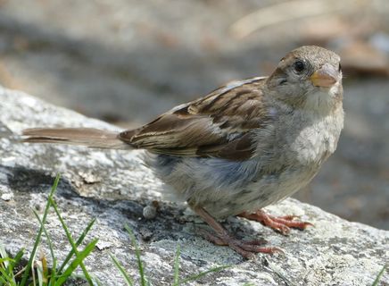 麻雀，斯珀林，鸟，厚颜无耻，动物主题，动物，脊椎动物，一种动物