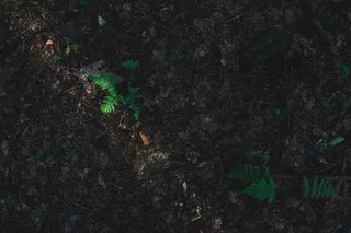 顶部，景观，绿色，叶子，植物，白天，含羞草，草本植物