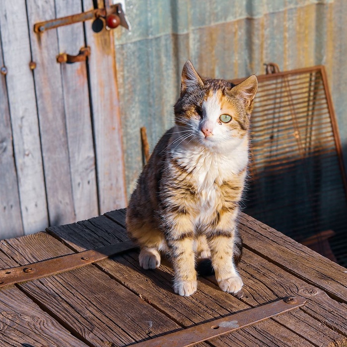 木材、宠物、哺乳动物、猫、动物、海滨、水、港口