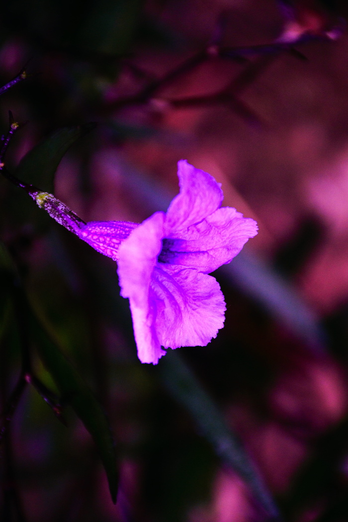 紫色米妮根花特写照片