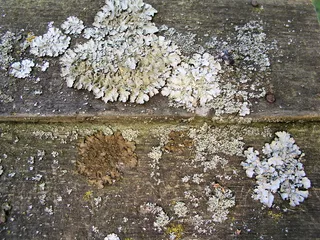 地衣，木材，纹理，背景，植物，花，高角度观看，没有人