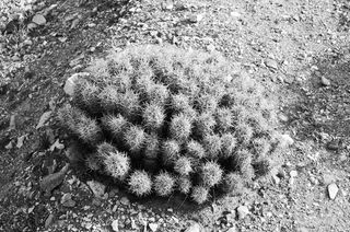 植物，仙人掌，树木，地面，针叶树，白色，地毯，穗