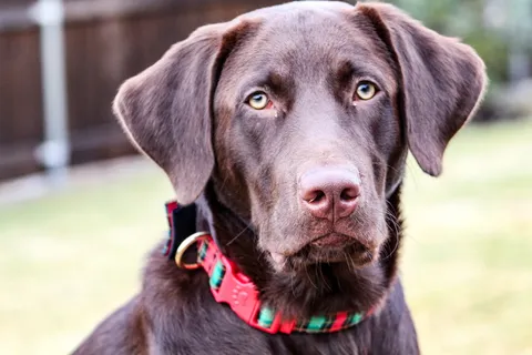 成年巧克力拉布拉多猎犬的倾斜镜头摄影 成年巧克力拉布拉多猎犬的倾斜镜头摄影
