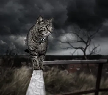 灰色、平纹猫、猫、扶手、照片处理、photoshop、处理、猫 灰色、平纹猫、猫、扶手、照片处理、photoshop、处理、猫