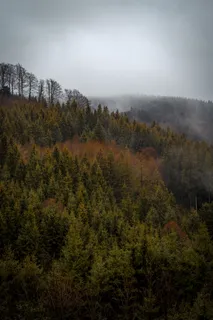 松树风景,树木,植物,冷杉,冷杉,针叶树,德国,altusried 松树风景,树木,植物,冷杉,冷杉,针叶树,德国,altusried