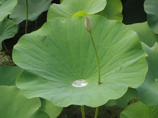 莲花、池塘、水滴、睡莲、植物、绿色、植物部分、叶子