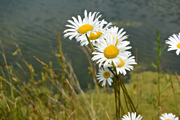 春天，花，关键词fotomontáž，植物，花，开花植物，脆弱性，生长