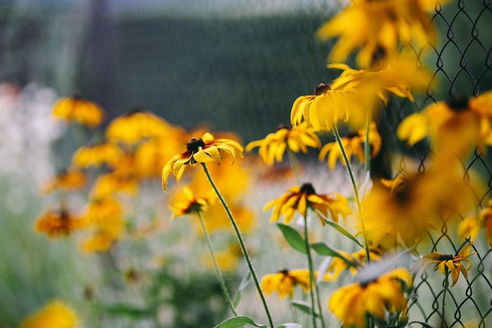 花园里的花、水果和蔬菜