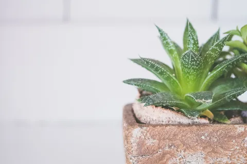 芦荟属植物 芦荟属植物