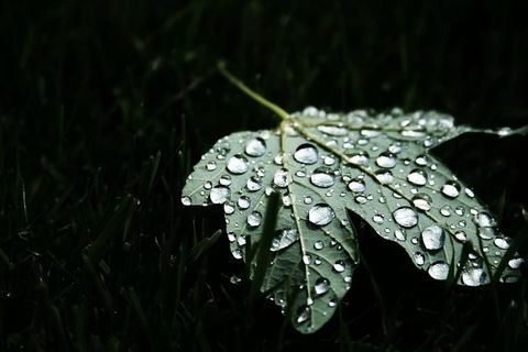 露珠,水滴,草,叶子,雨,水滴,植物,潮湿 露珠,水滴,草,叶子,雨,水滴,植物,潮湿