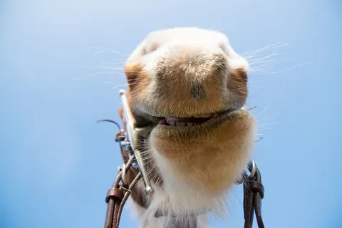 自然，可爱，肖像，动物，毛皮，哺乳动物，马，脚