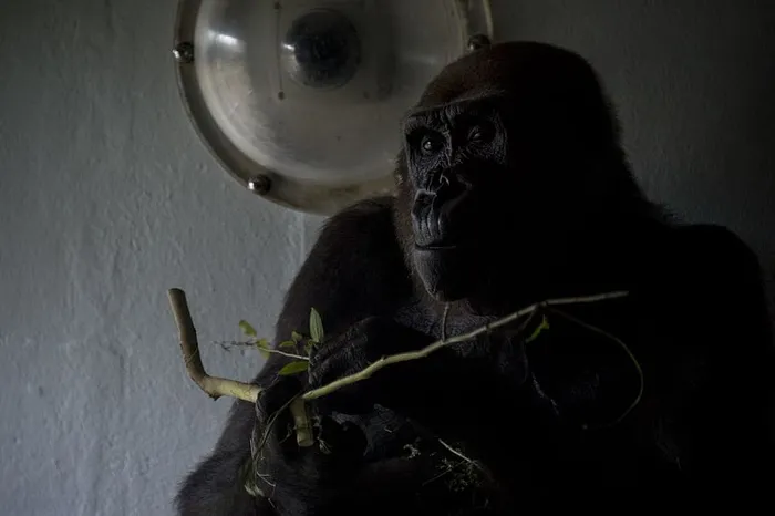 棕色和黑色猴子的照片