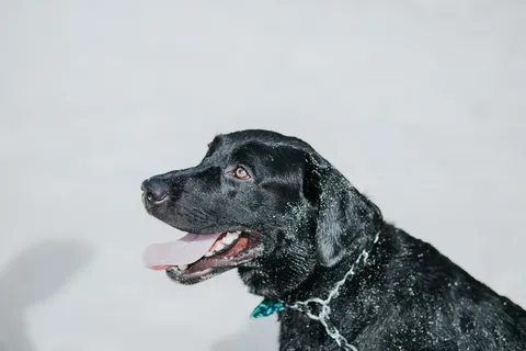 黑色拉布拉多猎犬