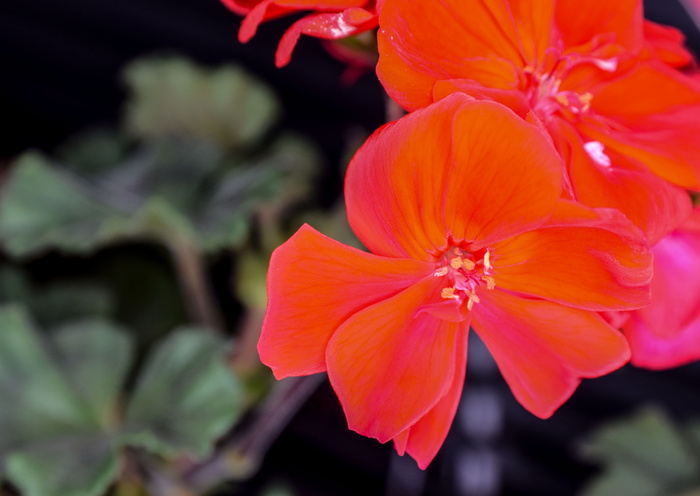 肉豆蔻, 花, červena, 室内花, 花盆, 开花植物, 植物, 新鲜