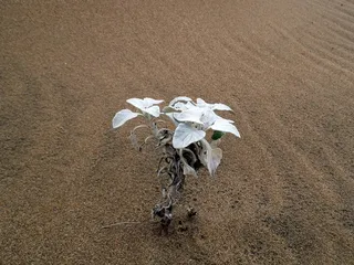 植物, 沙, 自然, 沙丘植物, 生存, 圣卢西亚, 土地, 没有人