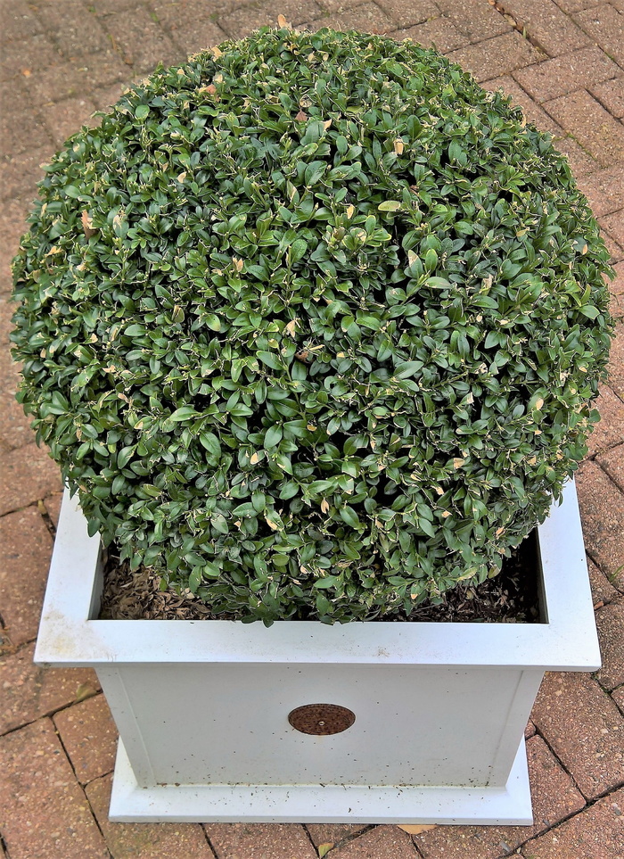植物，黄杨木，黄杨木球，容器植物，常绿叶子，白色花盆，花园，装饰