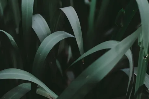 绿叶植物的特写照片