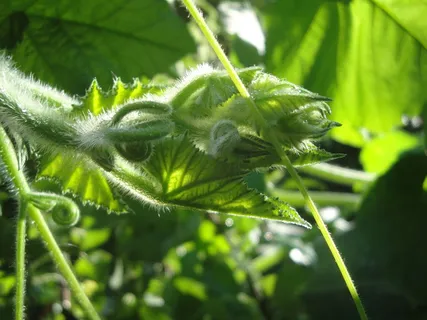南瓜,绿色,缠绕,绿色,植物,生长,叶子,特写 南瓜,绿色,缠绕,绿色,植物,生长,叶子,特写