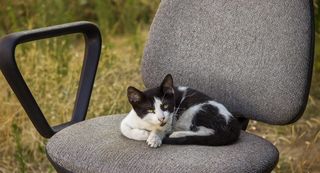 保加利亚, 内塞巴尔, 猫, 椅子上的猫, 流浪猫, 宠物, 家养, 一种动物