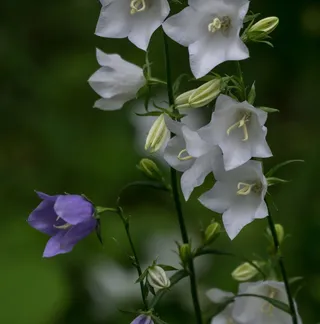 花，铃铛花，自然，植物，叶子，铃铛，夏天，开花
