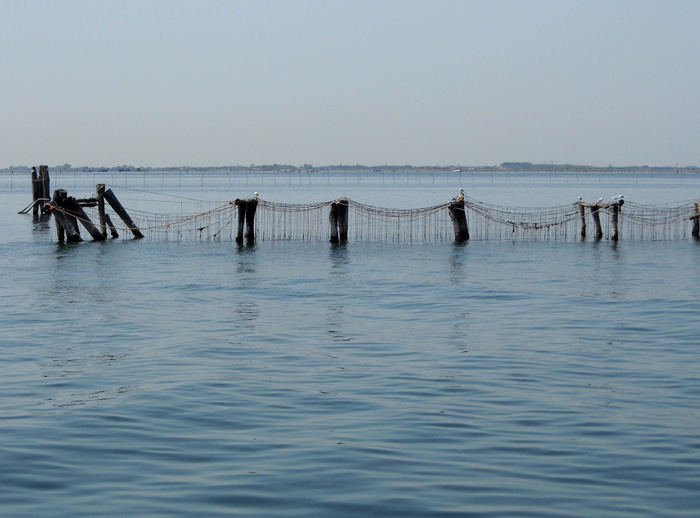 贻贝养殖，海洋，水，栖息地，夏季，咸味，意大利，chioggia