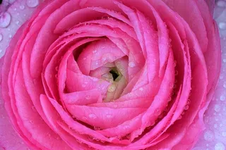 粉色毛茛花，毛茛，毛茛，亚洲毛茛，毛茛，开花，开花，毛茛花