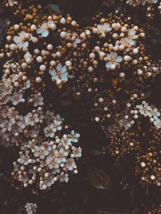 白色绣球花盛开的特写照片