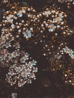 白色绣球花盛开的特写照片 白色绣球花盛开的特写照片