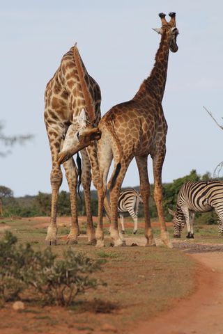 长颈鹿，两只，长颈鹿，哈弗，狩猎，荒野，南非，长臂猿