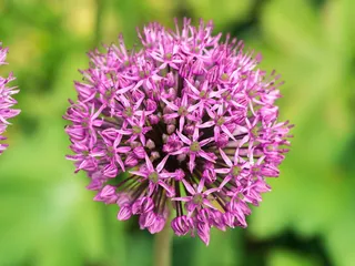 粉色，葱花，特写摄影，花，花，花园，春天，开花植物